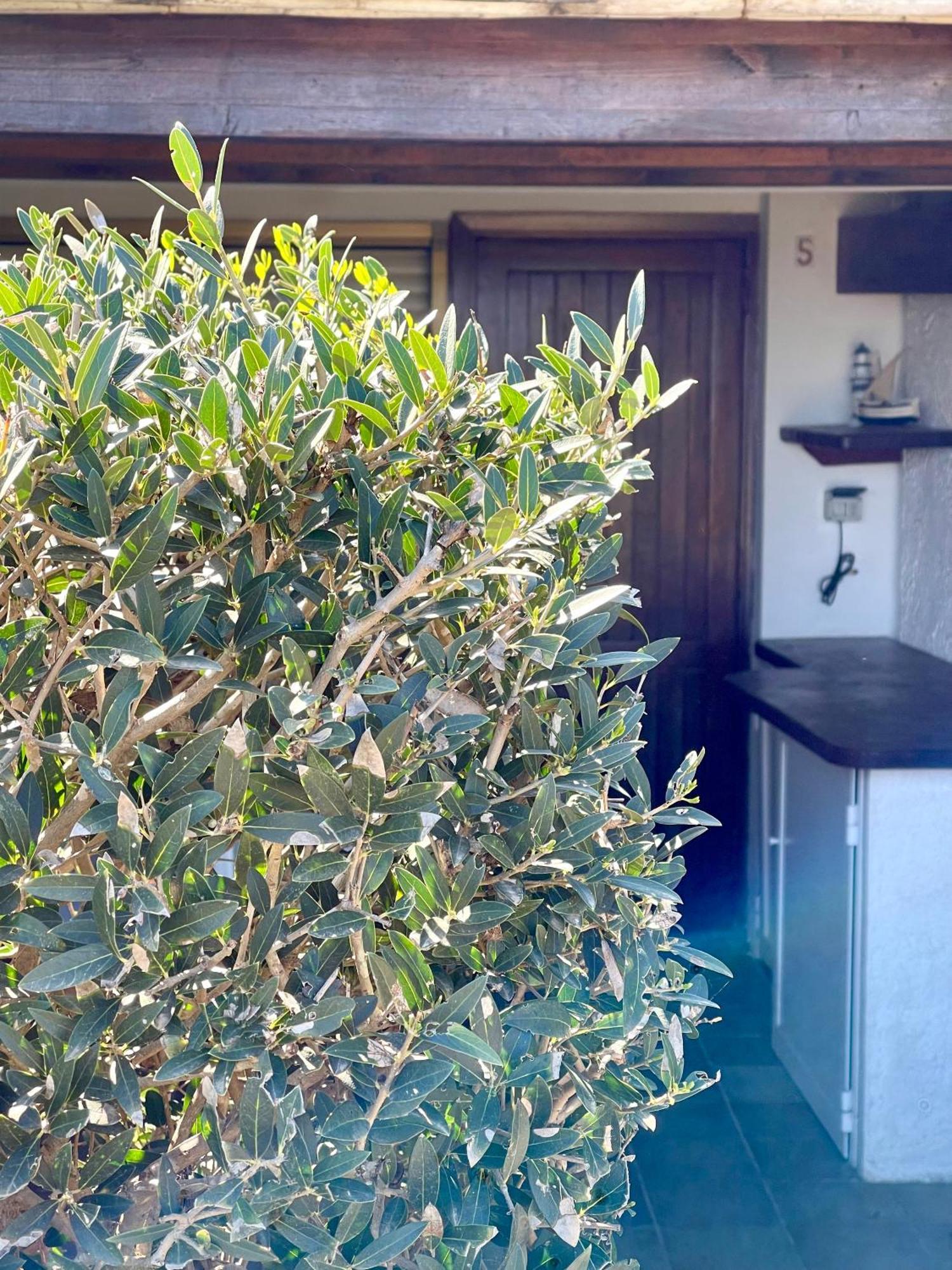 Apartment Nura's - Monolocale Sea-front Cala Lupo